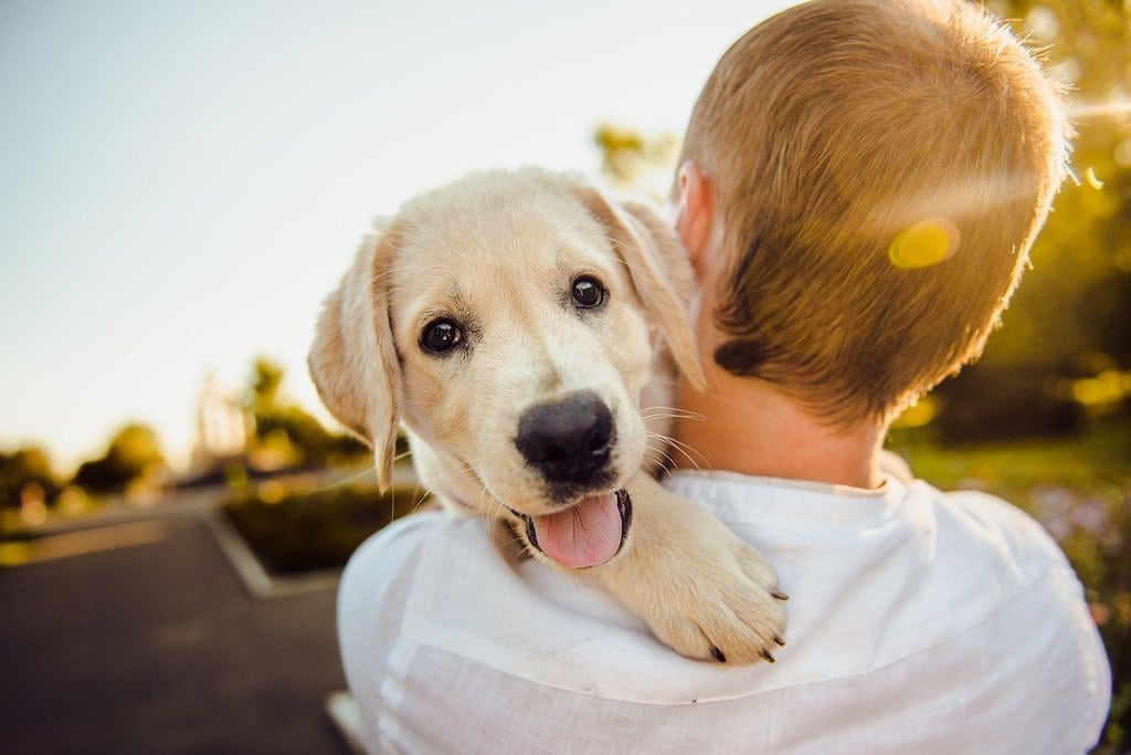 Quelles sont les races de chiens idéales avec les enfants ?