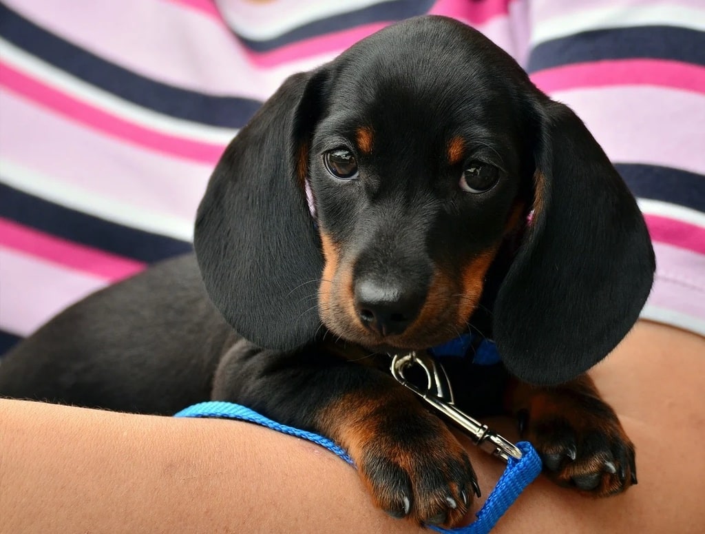 Bon à savoir avant d'adopter un chien