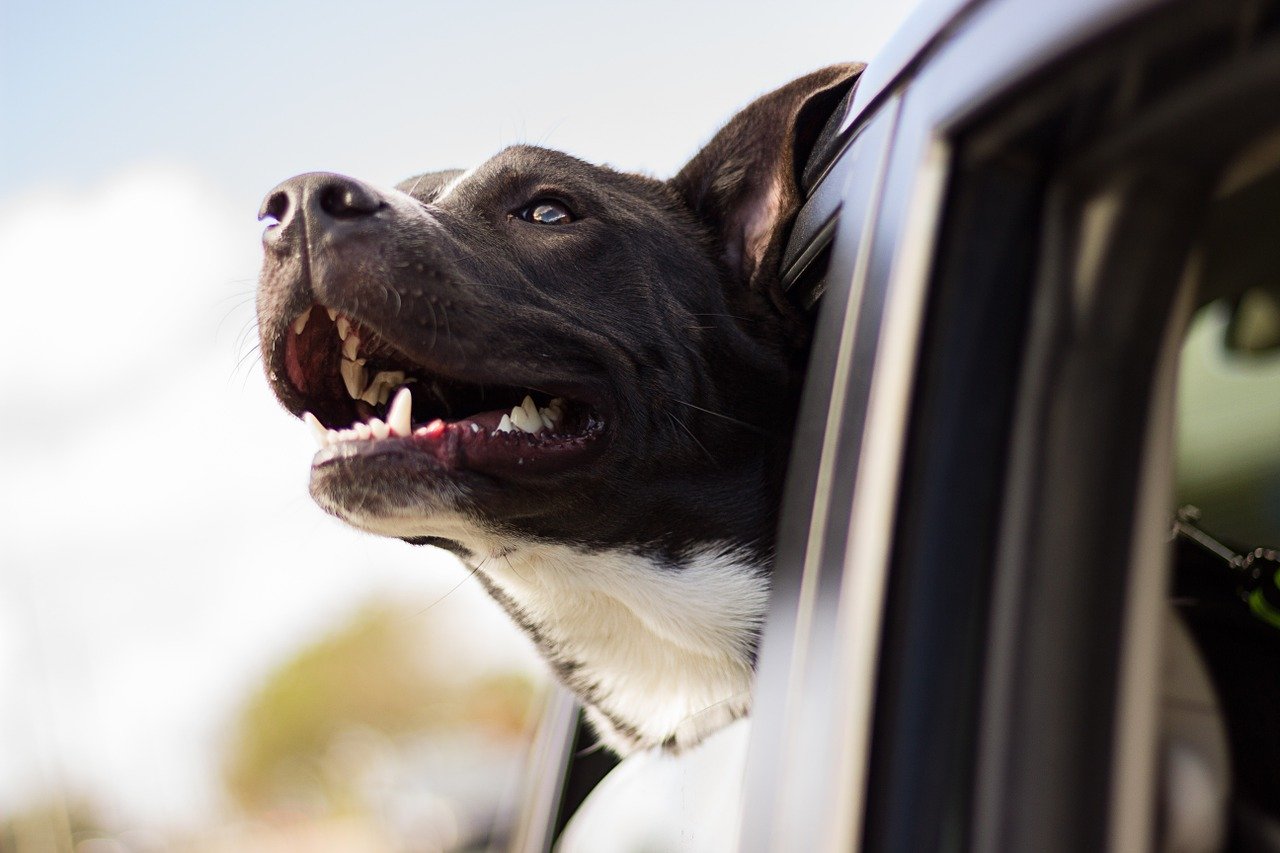 Combien coûte l'alimentation d'un chien ?