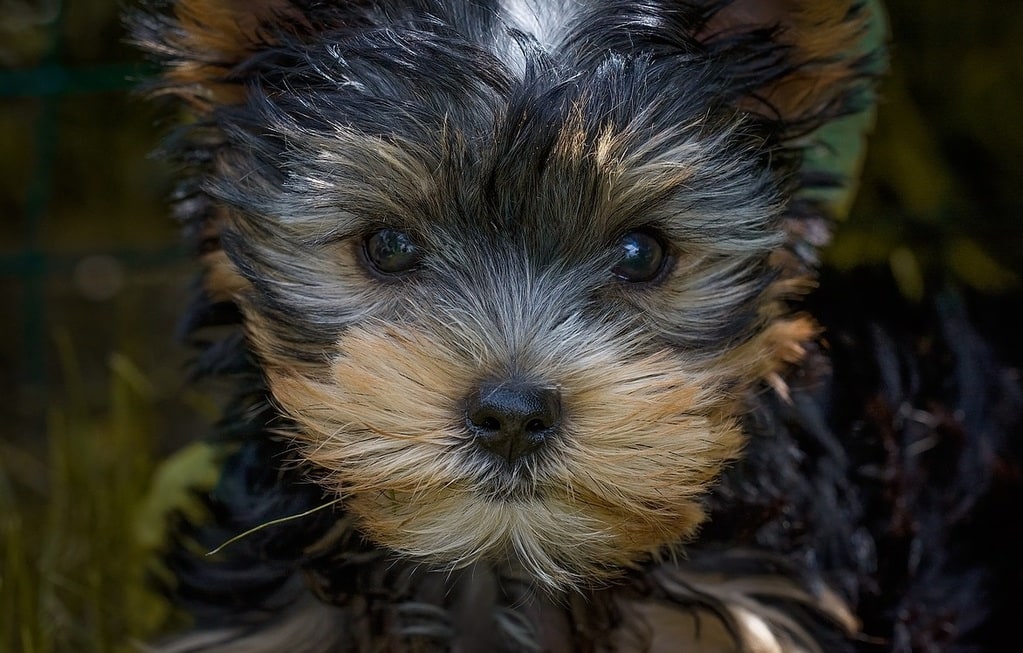 Bon à savoir avant d'adopter un chien
