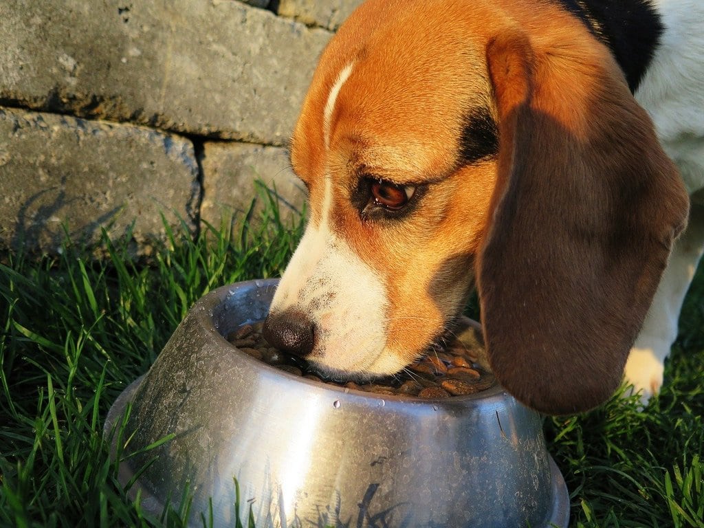 Combien coûte l'alimentation d'un chien ?