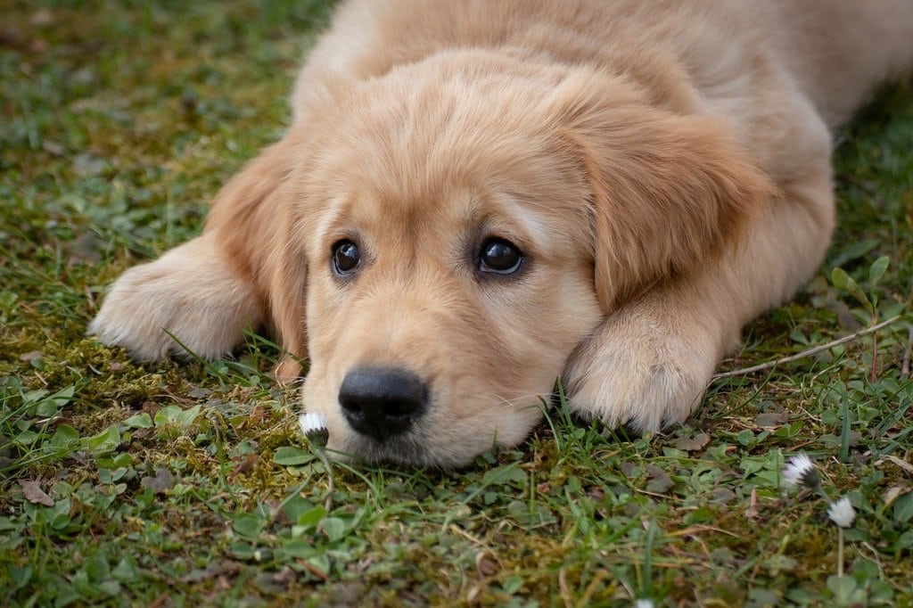 Quelles sont les races de chiens idéales avec les enfants ?