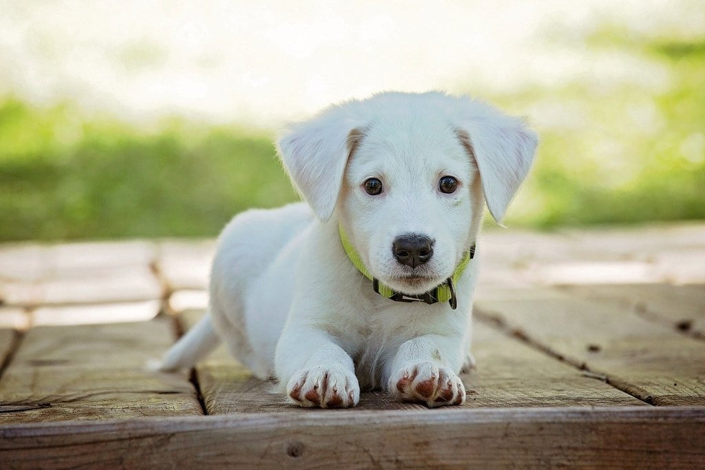 Quelles sont les méthodes d'éducation du chien ?