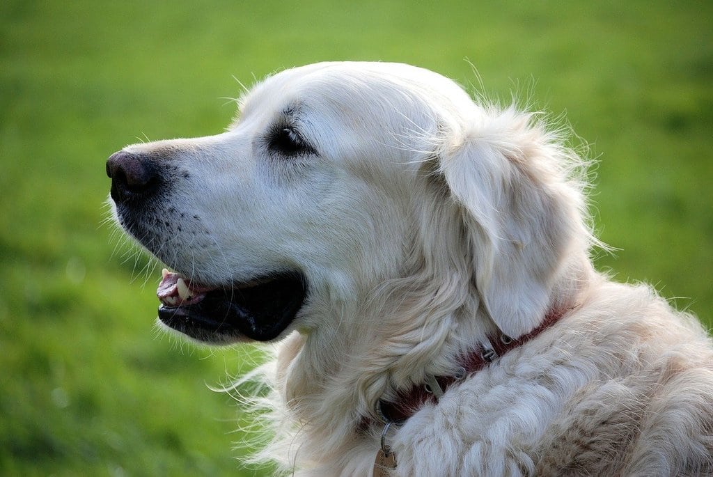 Quelles sont les méthodes d'éducation du chien ?